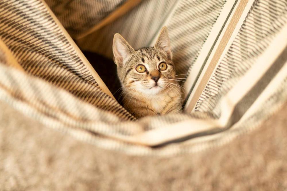 La Siesta viseči stol Habana Comfort zebra